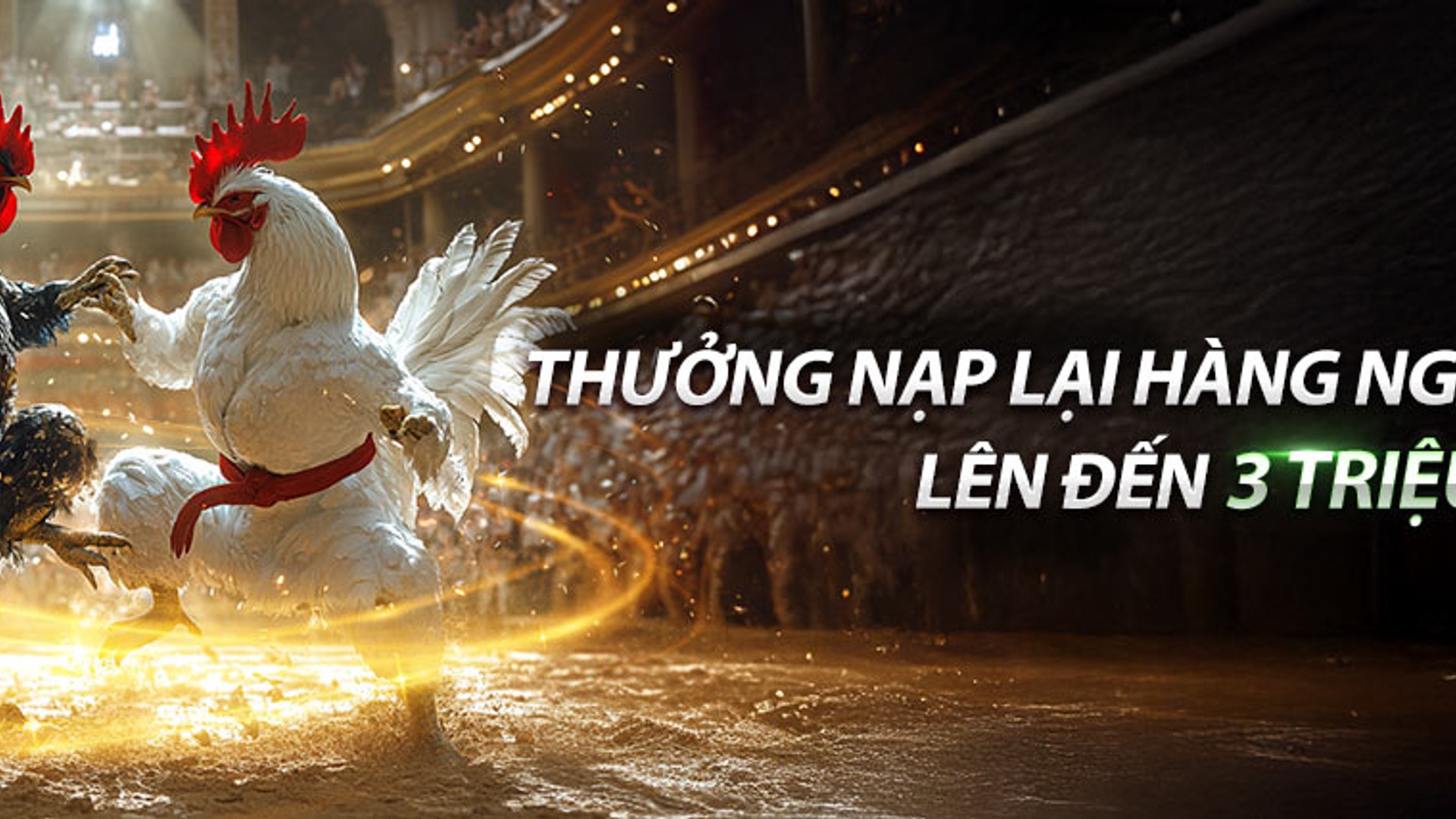 Đá gà alo88 - Trận đấu gà kịch tính