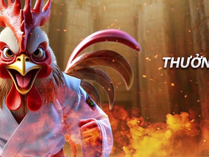 Đá gà truyền thống Việt Nam